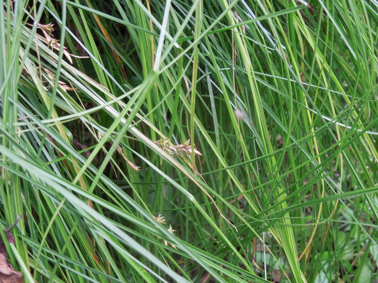 Новые находки осоки трясунковидной в окрестностях Рдейского заповедника