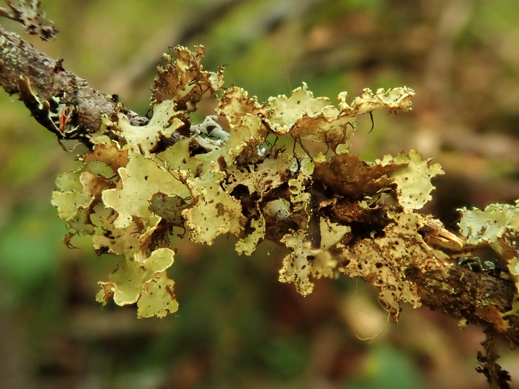 3_Nephromopsis_laureri_Степанчикова_ИС_2023.jpg