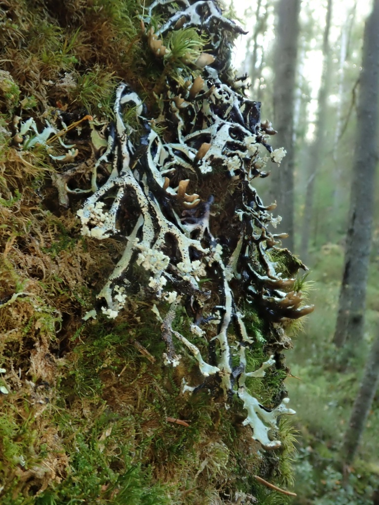 4_Hypogymnia_vittata_Степанчикова_ИС_2023.jpg