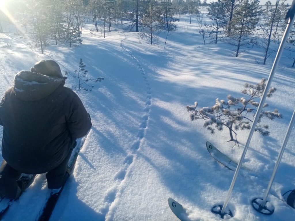 6_Фото А.М. Кузнецова. Следы лесного хорька на снегу.jpg